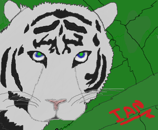Tigre branco p/ Iangarda