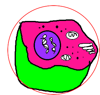célula