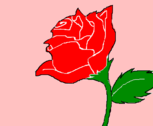 Uma Rosa para você que está vendo xP