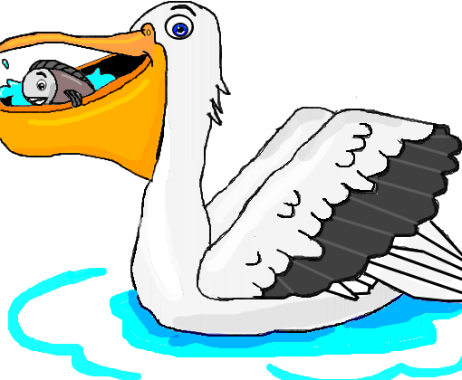 pelicano para halcyeon