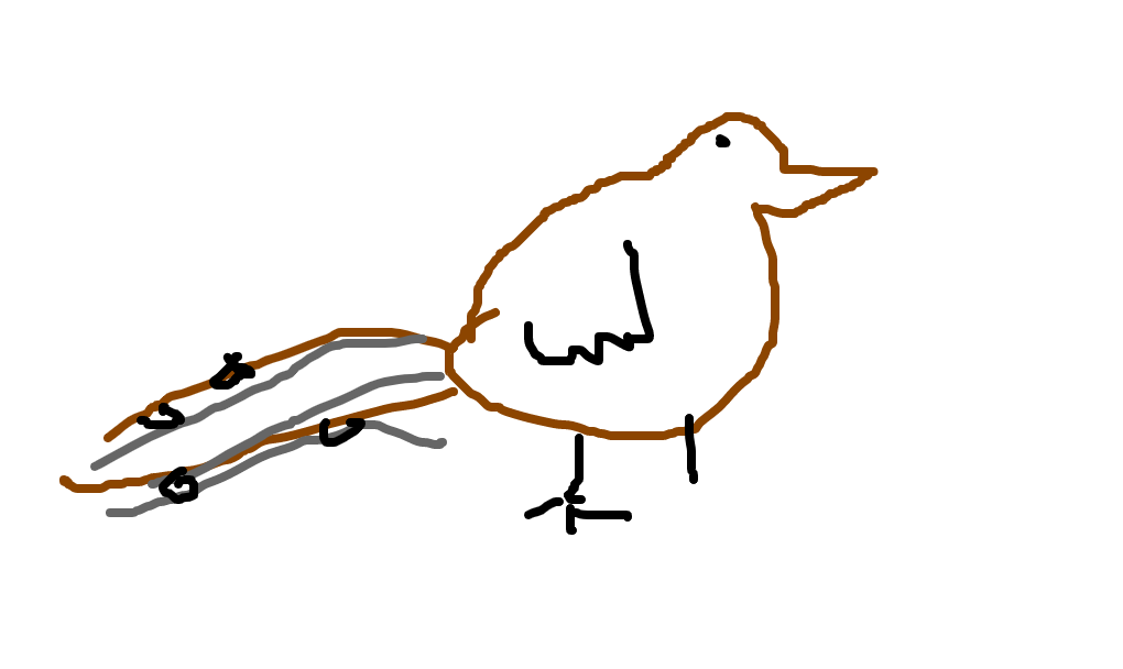 pássaro-lira