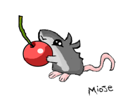 ratinho 