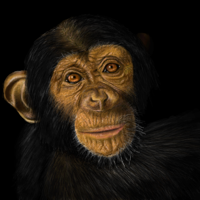 Como desenhar um Chimpanzé realista 