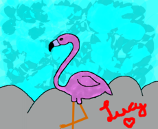 Flamingo P/lucy