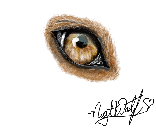 Wolf eye 