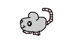 Rato/chinchila  