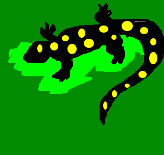 salamandra