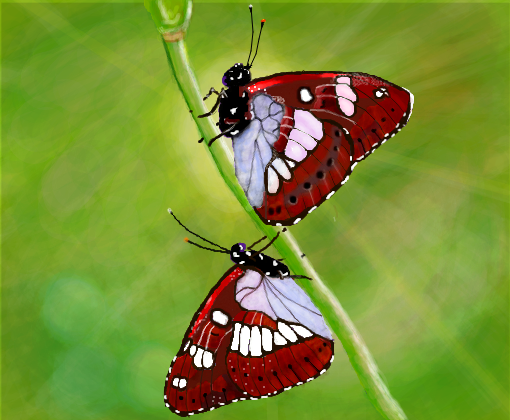 borboletas p/olliviaed