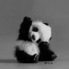 panda_show