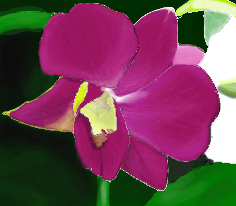Orquídias p/ Mollie e Bruxcha *-*