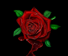 Rosa vermelha p/ Annd