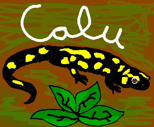 Salamandra para Calu_Tuira