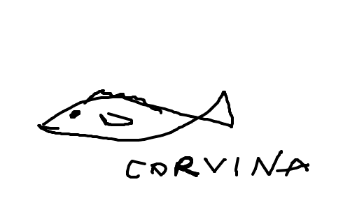 corvina