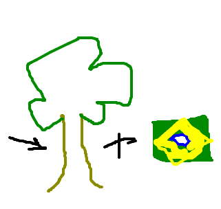 pau-brasil