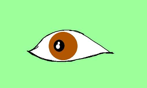 pupila