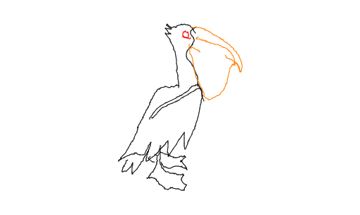 pelicano