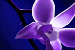 Orquídea roxa - Para Mel_o_retorno