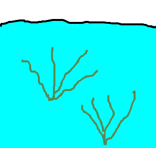 corais