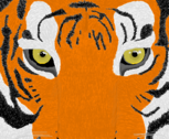 Panthera tigris tigris (tentei)