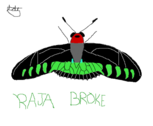 Raja Broke Buttefly