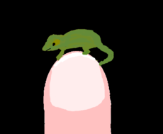 Menor camaleão 29 mm