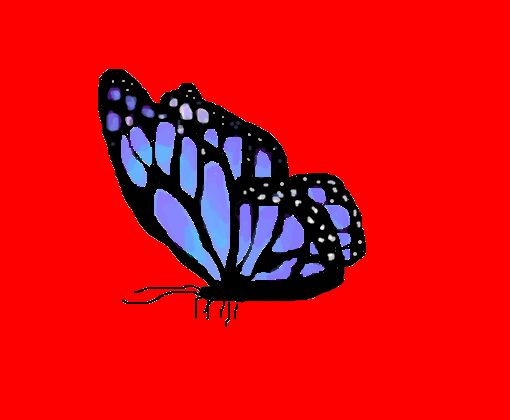 linda borboleta