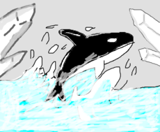 The orca