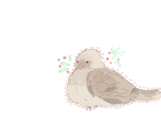 afternoon dove