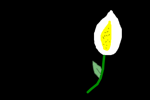 flor de copo-de-leite