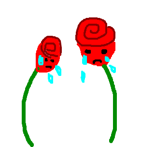 choram as rosas