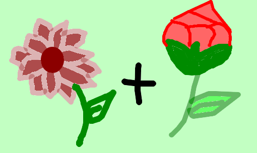 o cravo e a rosa