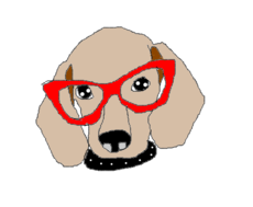 cachorro com óculos